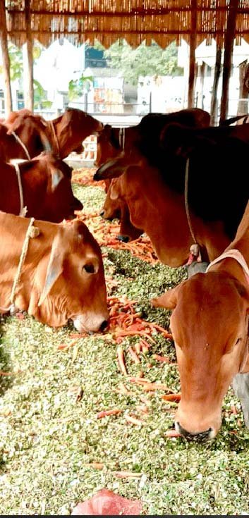 Helping To Make A Cow Farm