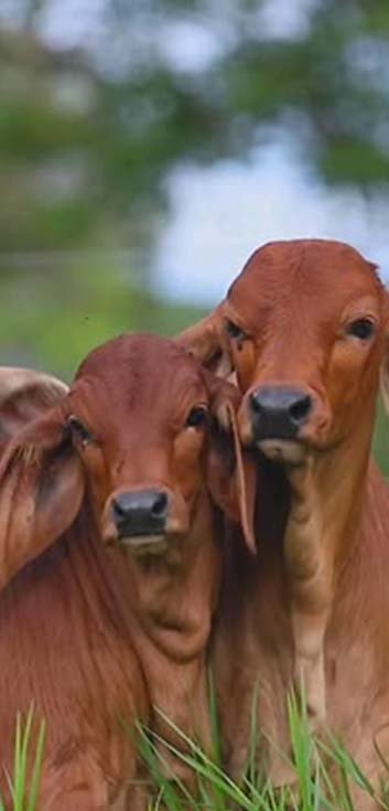 Goshala And Cow Care