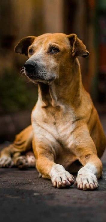Street Dog Care And Feeding